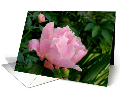Great Grandmother's Pink Peony Blank Note card (945564)