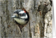 Downy Woodpecker Peeking Out From Nest In Tree Hello card