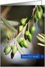 Beautiful Israel-Olive card