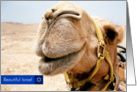 Beautiful Israel-Smiling Camel card