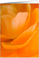 orange burst card