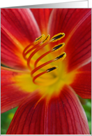Petal card