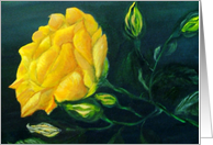 Yellow Rose Thinking...