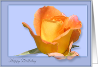 The beauty of a Rose Birthday card