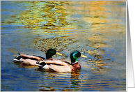 Mallard Dreams card