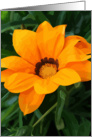 Flower (blank) card