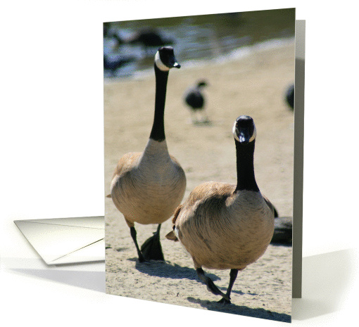 Canadian Geese Walking card (321580)