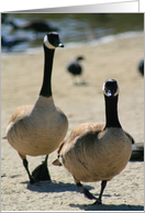 Canadian Geese Walking card