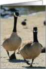 Canadian Geese Walking card