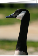 Canadian Goose Portrait card