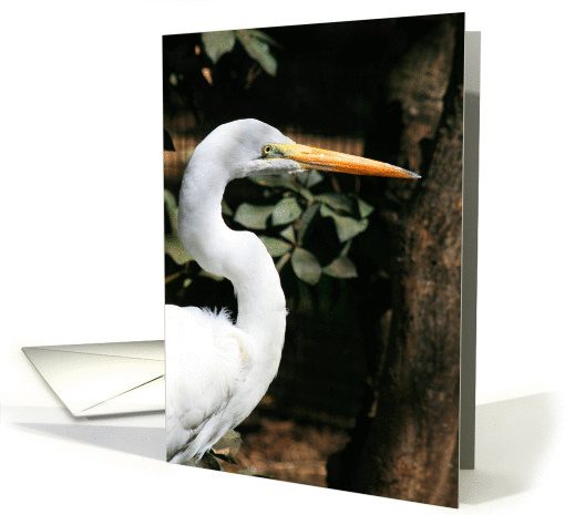 Great White Egret card (321632)