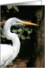 Great White Egret card