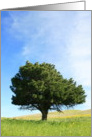 Single Tree card