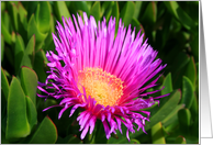 Ice Plant card