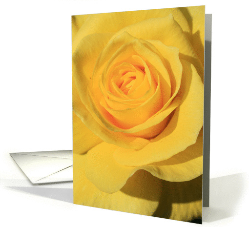 Yellow Rose Flower card (321830)