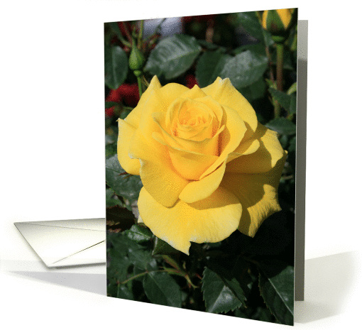 Yellow Rose Flower card (321832)