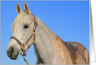 White Horse card