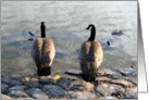 Two Canadian Geese card