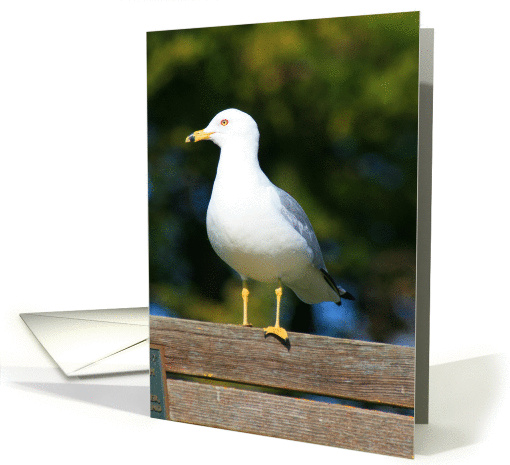 Seagull card (321852)
