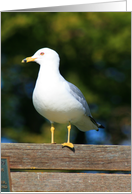 Seagull card
