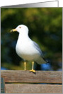 Seagull card