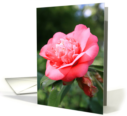 Pink Camelia Flower card (321872)