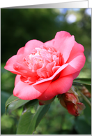 Pink Camelia Flower card