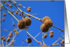 Tree Seed Pods card