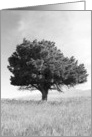 Lone Tree card