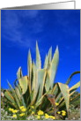 Happy Birthday Agave Plant card