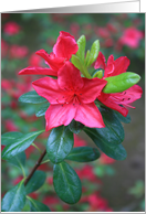 Happy Birthday Azalea Flower card