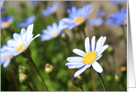 Happy Birthday Blue Marguerite Flowers card