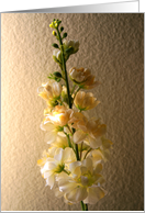 Happy Birthday White Orchid card