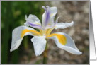 Happy Birthday Iris Flower card