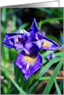 Happy Birthday Iris Flower card