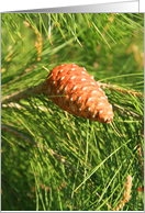 Happy Birthday Pine Cone card