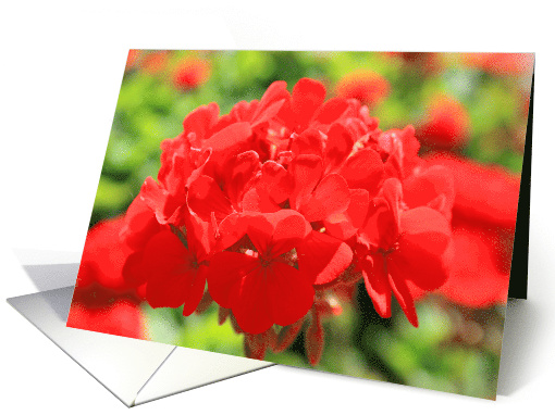 Happy Birthday Red Geranium Flower card (488637)