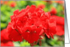 Happy Birthday Red Geranium Flower card