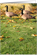 Happy Birthday Canadian Geese card