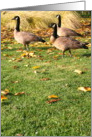 Happy Birthday Canadian Geese card