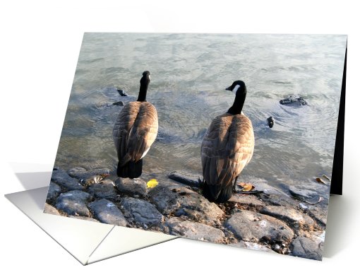 Happy Birthday Two Canadian Geese card (489073)