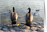Happy Birthday Two Canadian Geese card