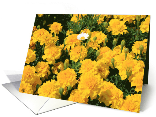 Happy Birthday Marigold Flowers and a Daisy Flower card (490496)