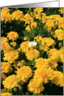 Happy Birthday Marigold Flowers and a Daisy Flower card