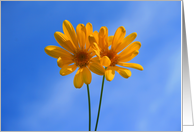 Happy Birthday Yellow Daisy Flowers card