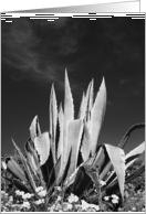 Happy Birthday Agave Plant card