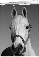 Happy Birthday White Horse card