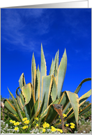 Thank You Agave Plant card