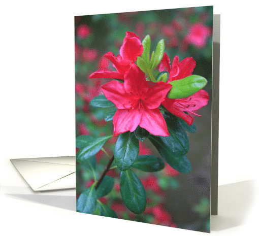 Thank You Azalea Flower card (496711)