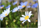 Thank You Blue Marguerite Flowers card